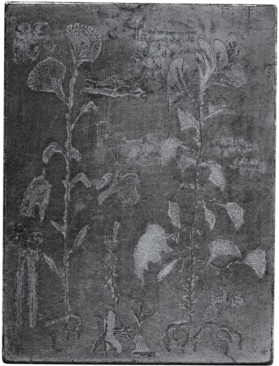 Image du projet Herbier